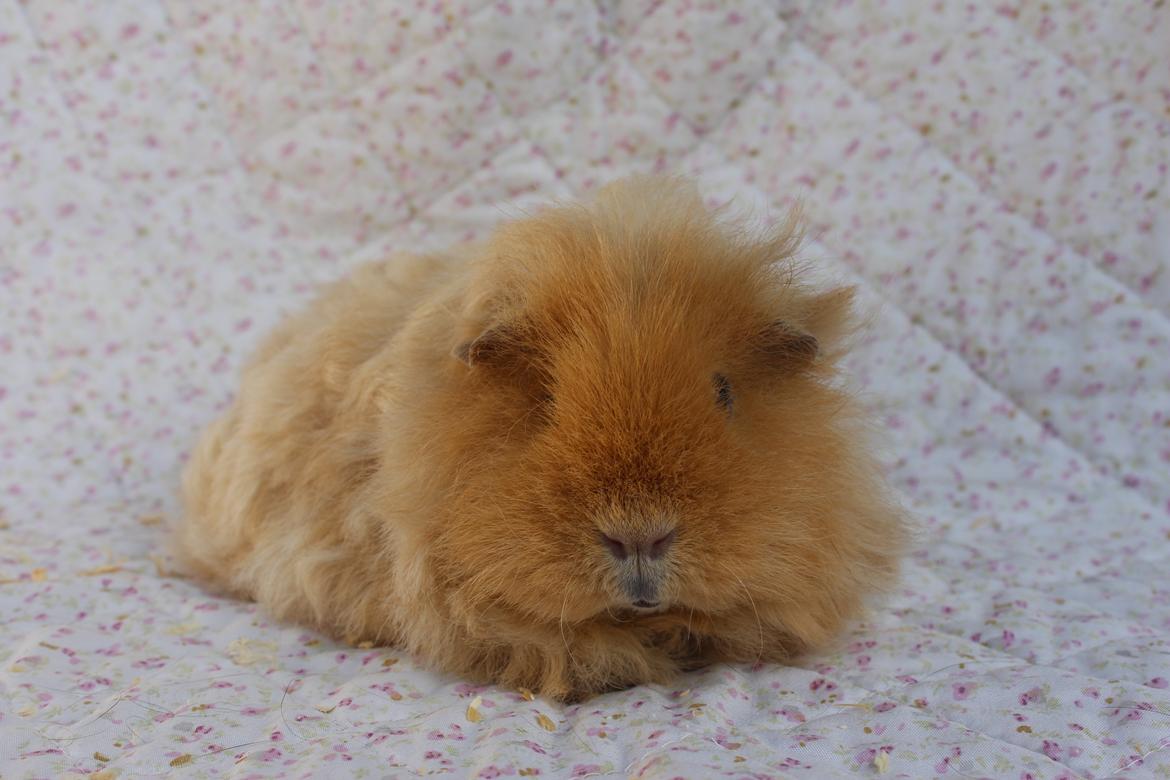 Marsvin Mynte <3 billede 8