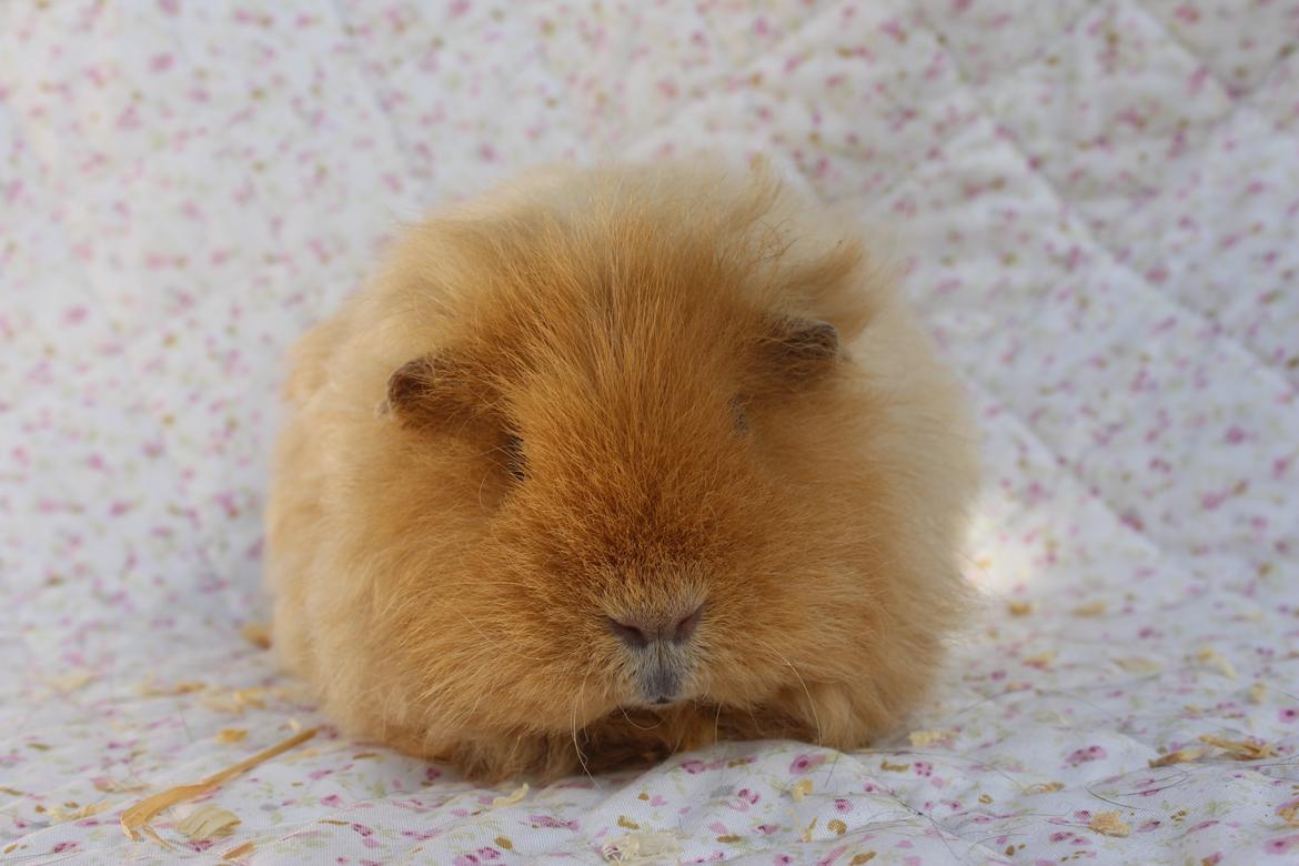 Marsvin Mynte <3 billede 5