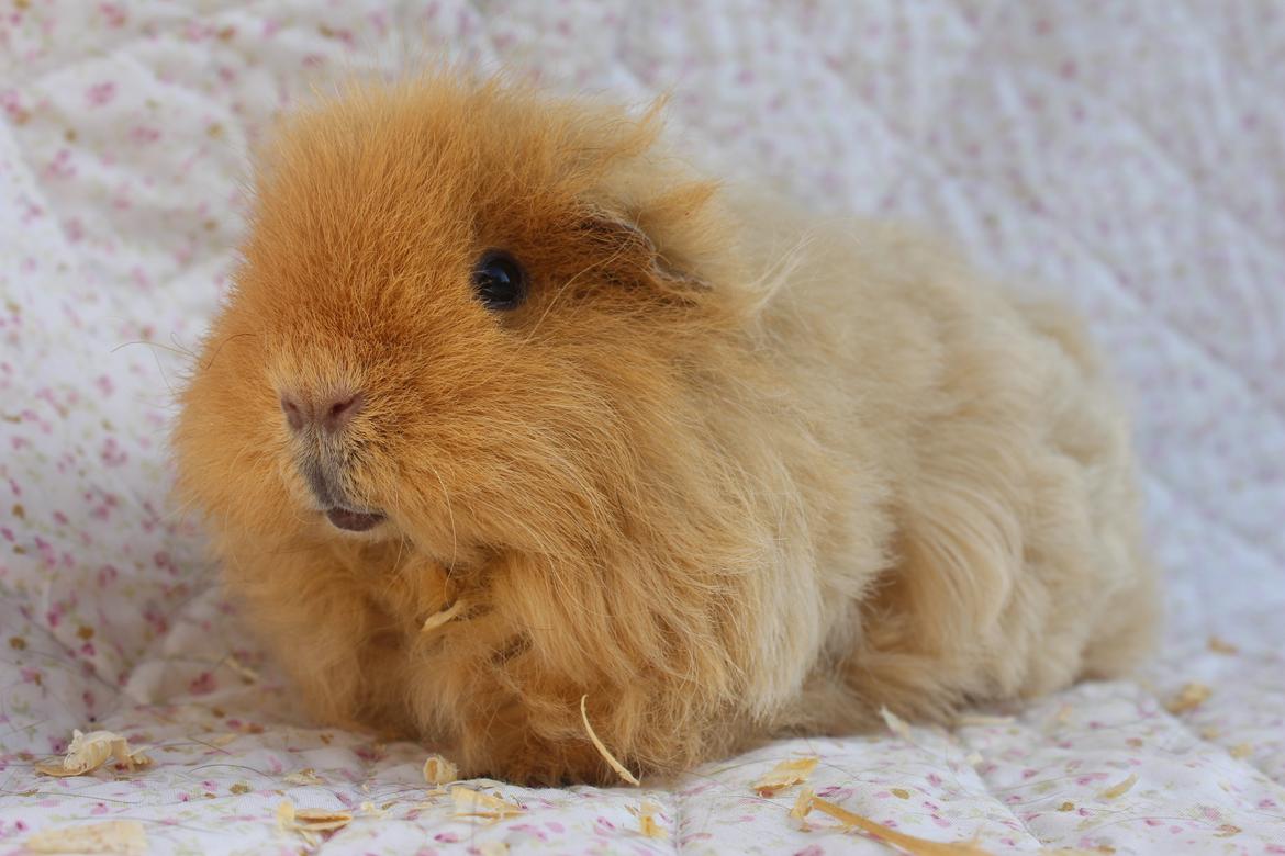 Marsvin Mynte <3 billede 6