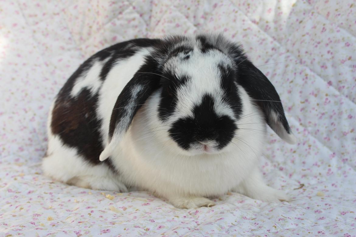 Kanin Alice billede 10