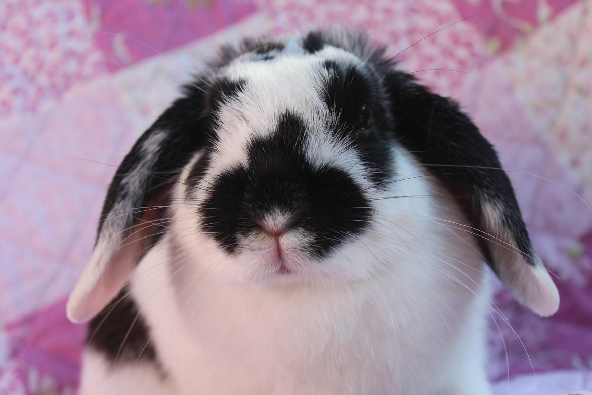 Kanin Alice billede 11