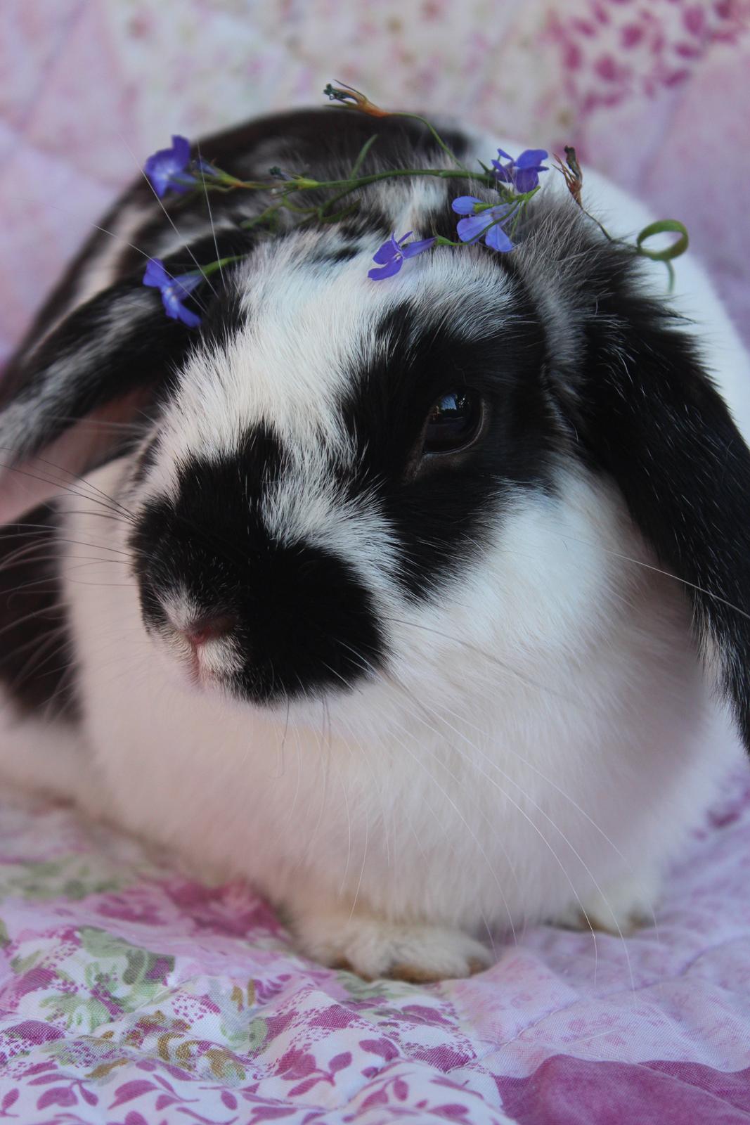 Kanin Alice billede 1