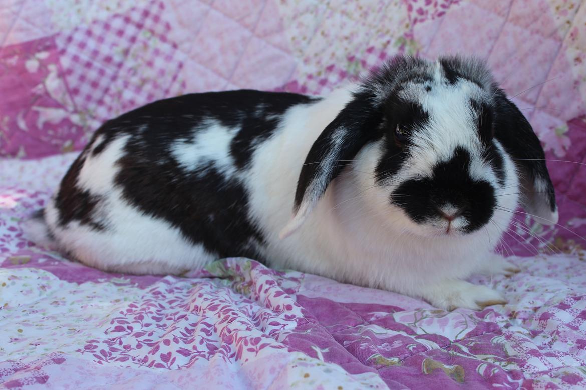 Kanin Alice billede 8