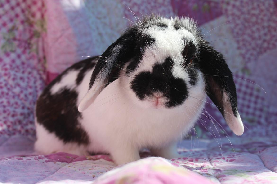 Kanin Alice billede 9