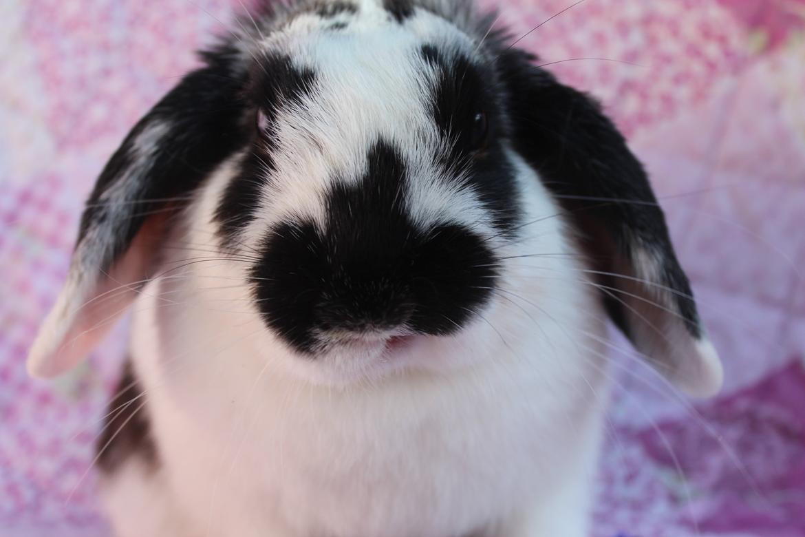 Kanin Alice billede 12