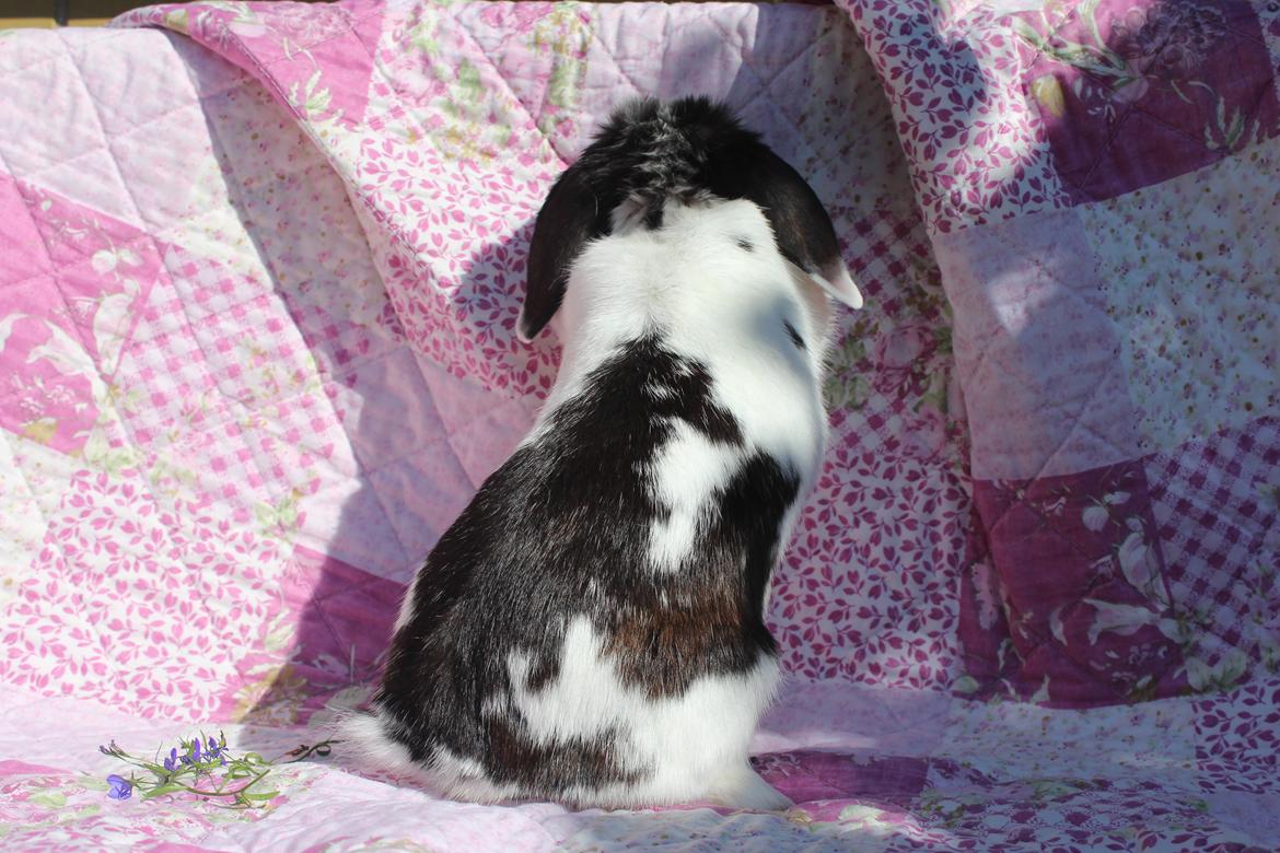 Kanin Alice billede 4
