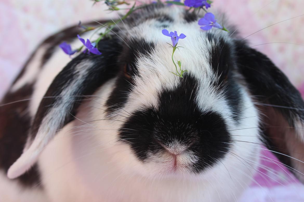 Kanin Alice billede 2