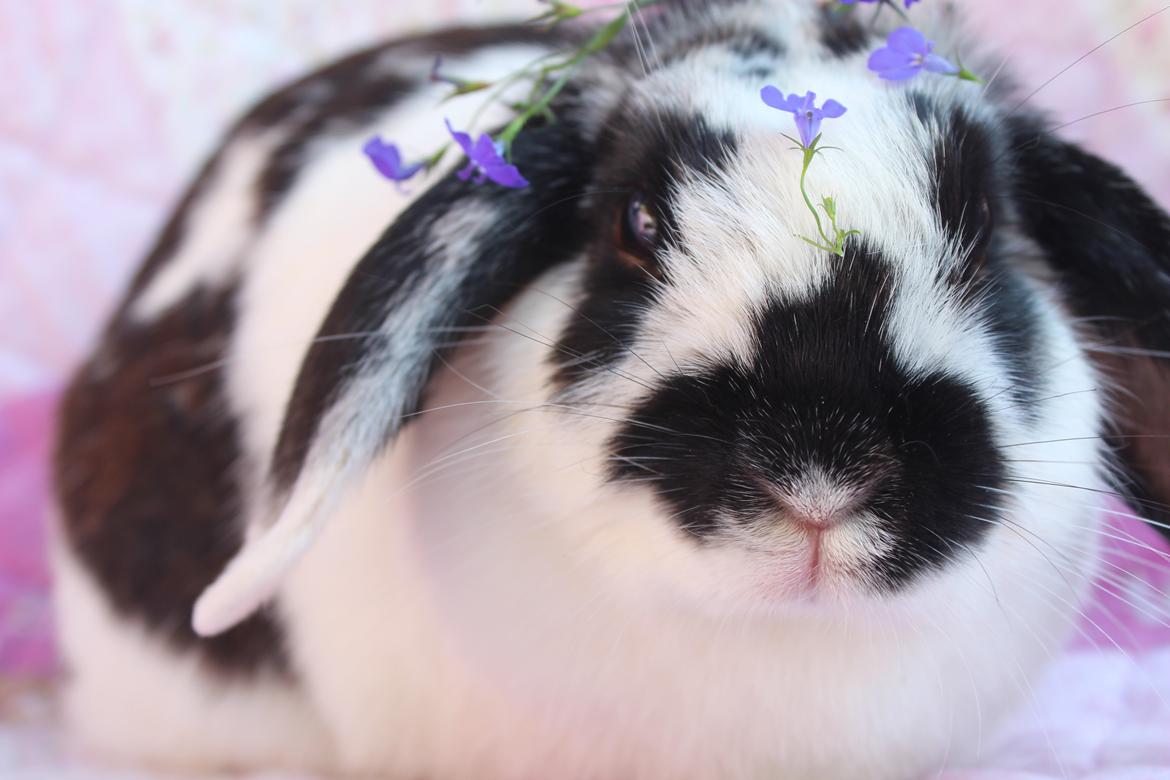 Kanin Alice billede 5