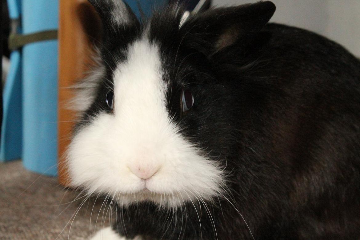 Kanin IsAs SB One Time Shine/Hugo |Løvehoved| *R.I.P.* billede 4