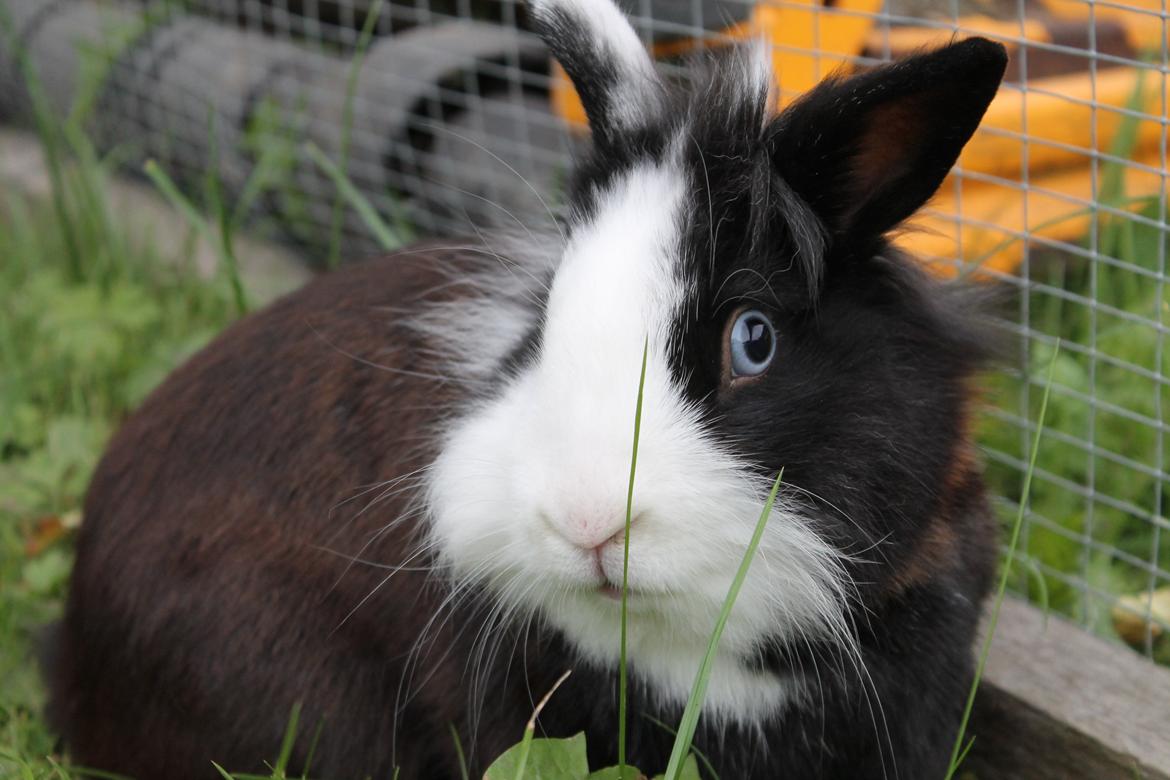 Kanin IsAs SB One Time Shine/Hugo |Løvehoved| *R.I.P.* billede 5