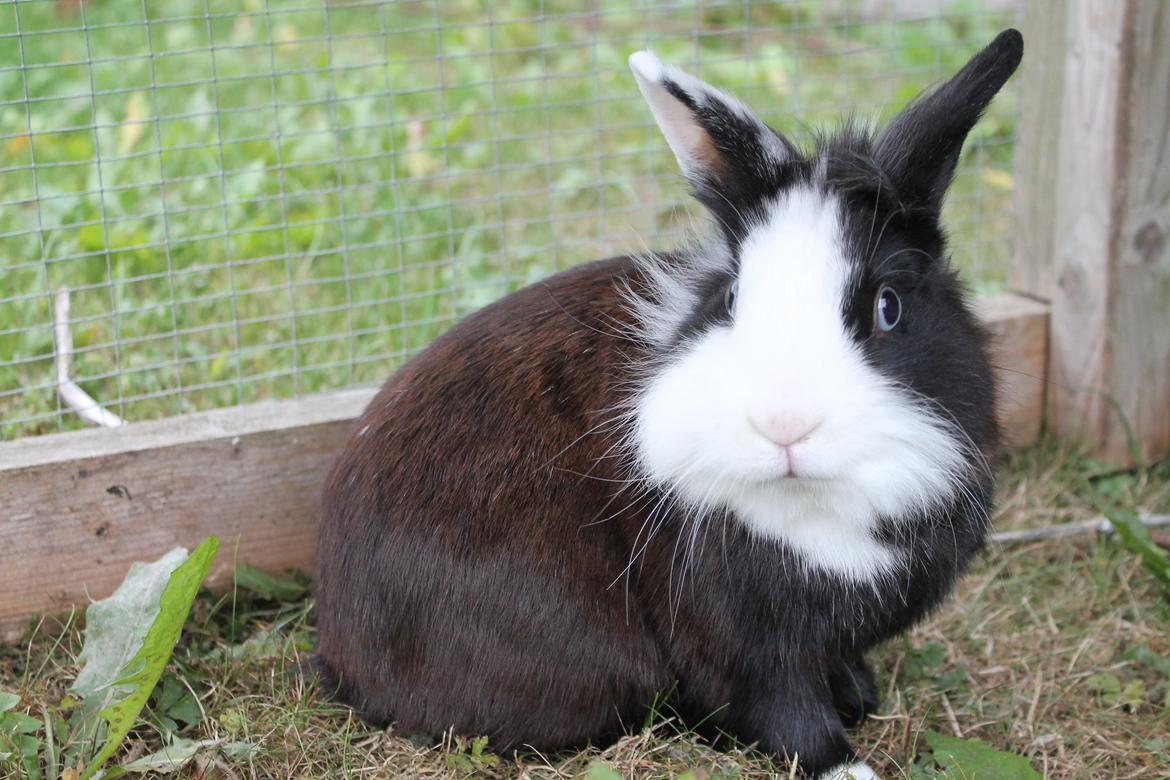 Kanin IsAs SB One Time Shine/Hugo |Løvehoved| *R.I.P.* billede 6