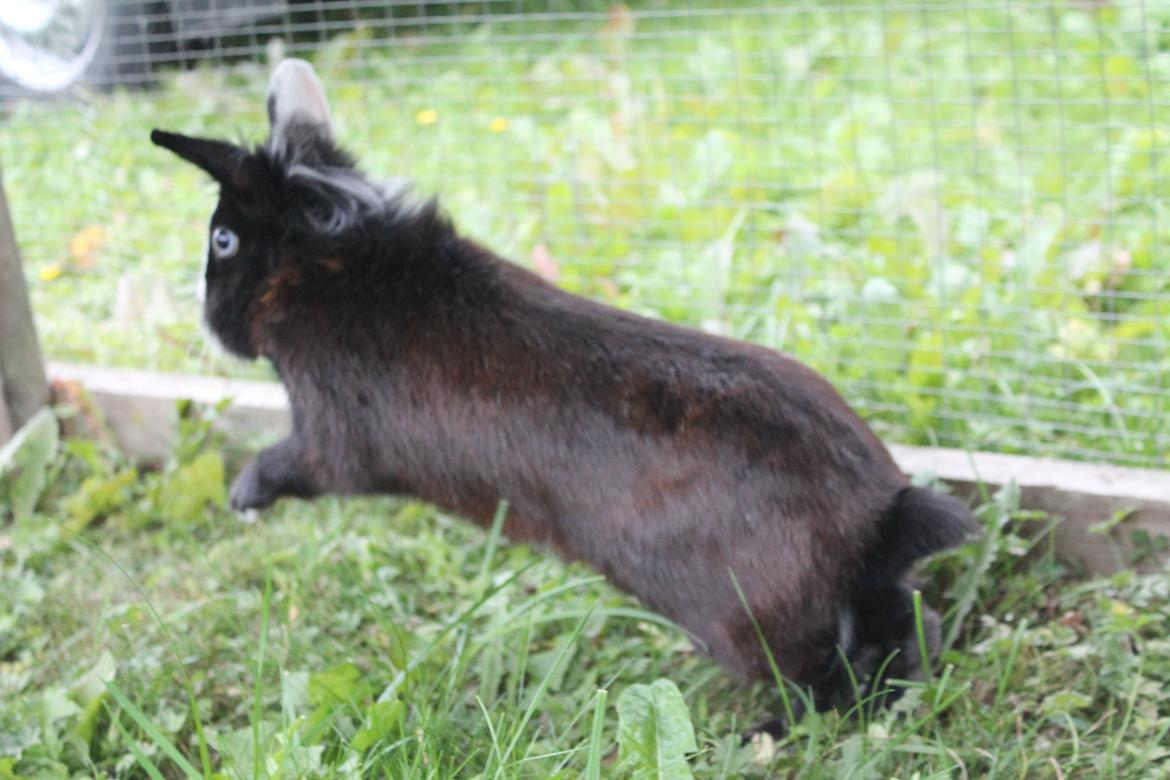 Kanin IsAs SB One Time Shine/Hugo |Løvehoved| *R.I.P.* billede 7