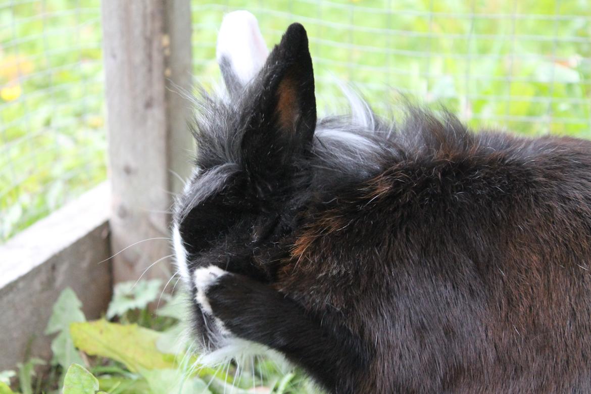 Kanin IsAs SB One Time Shine/Hugo |Løvehoved| *R.I.P.* billede 9