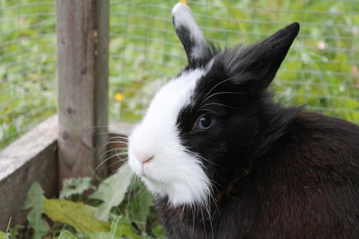 Kanin IsAs SB One Time Shine/Hugo |Løvehoved| *R.I.P.* billede 10