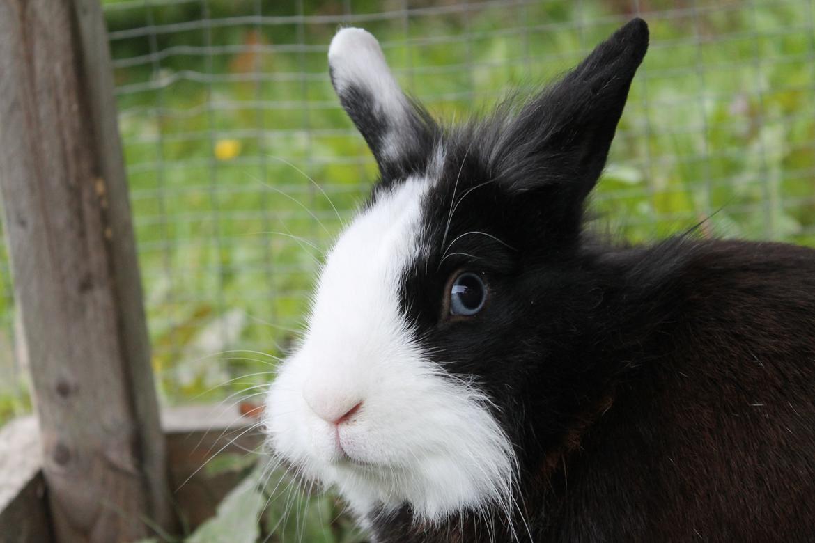 Kanin IsAs SB One Time Shine/Hugo |Løvehoved| *R.I.P.* billede 11