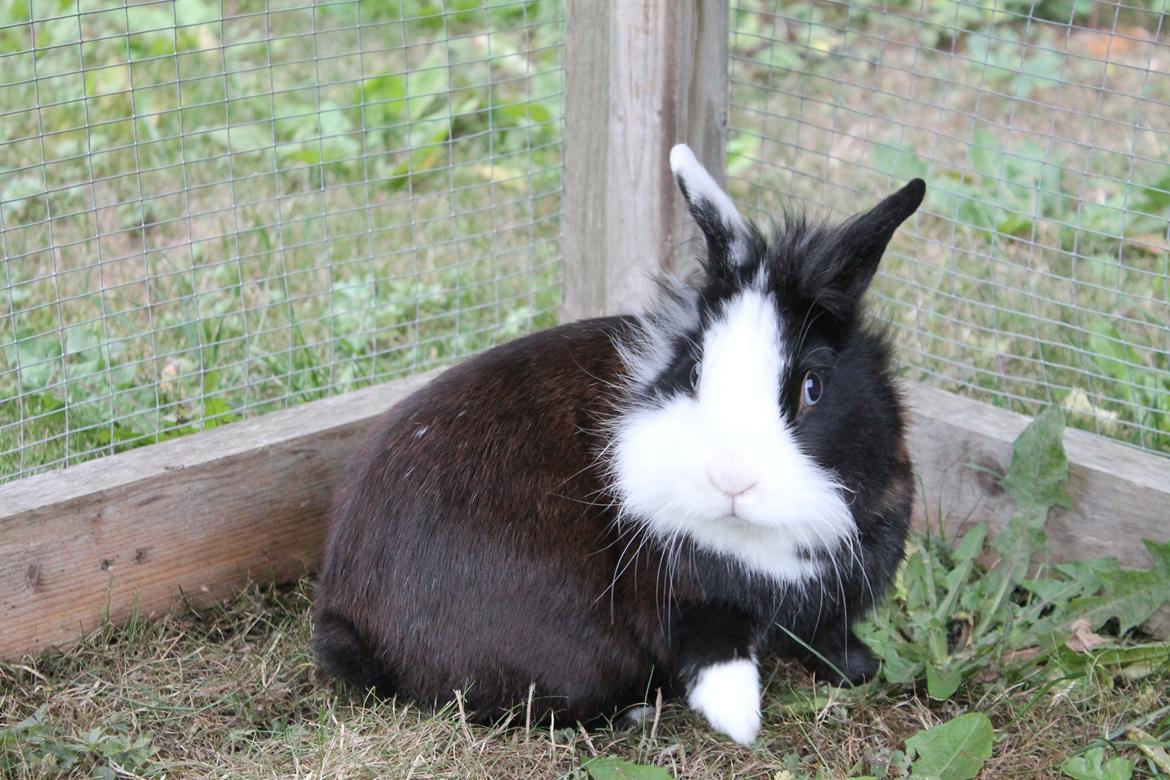 Kanin IsAs SB One Time Shine/Hugo |Løvehoved| *R.I.P.* billede 12