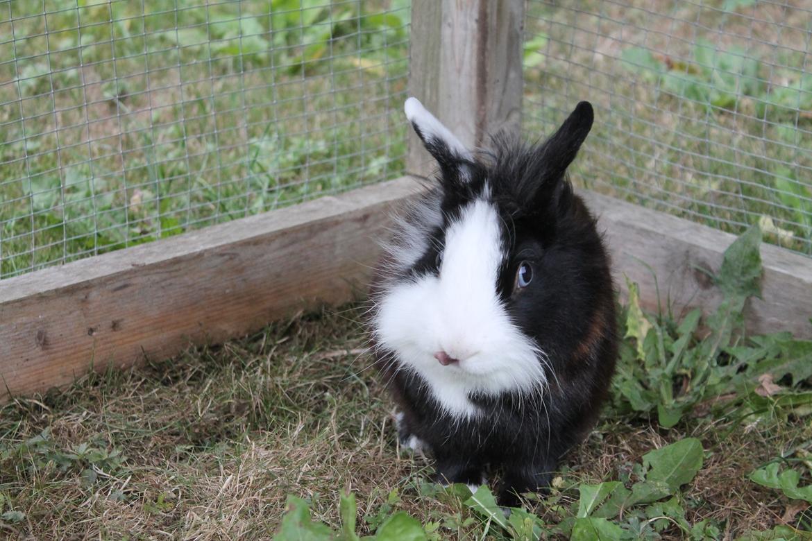 Kanin IsAs SB One Time Shine/Hugo |Løvehoved| *R.I.P.* billede 3