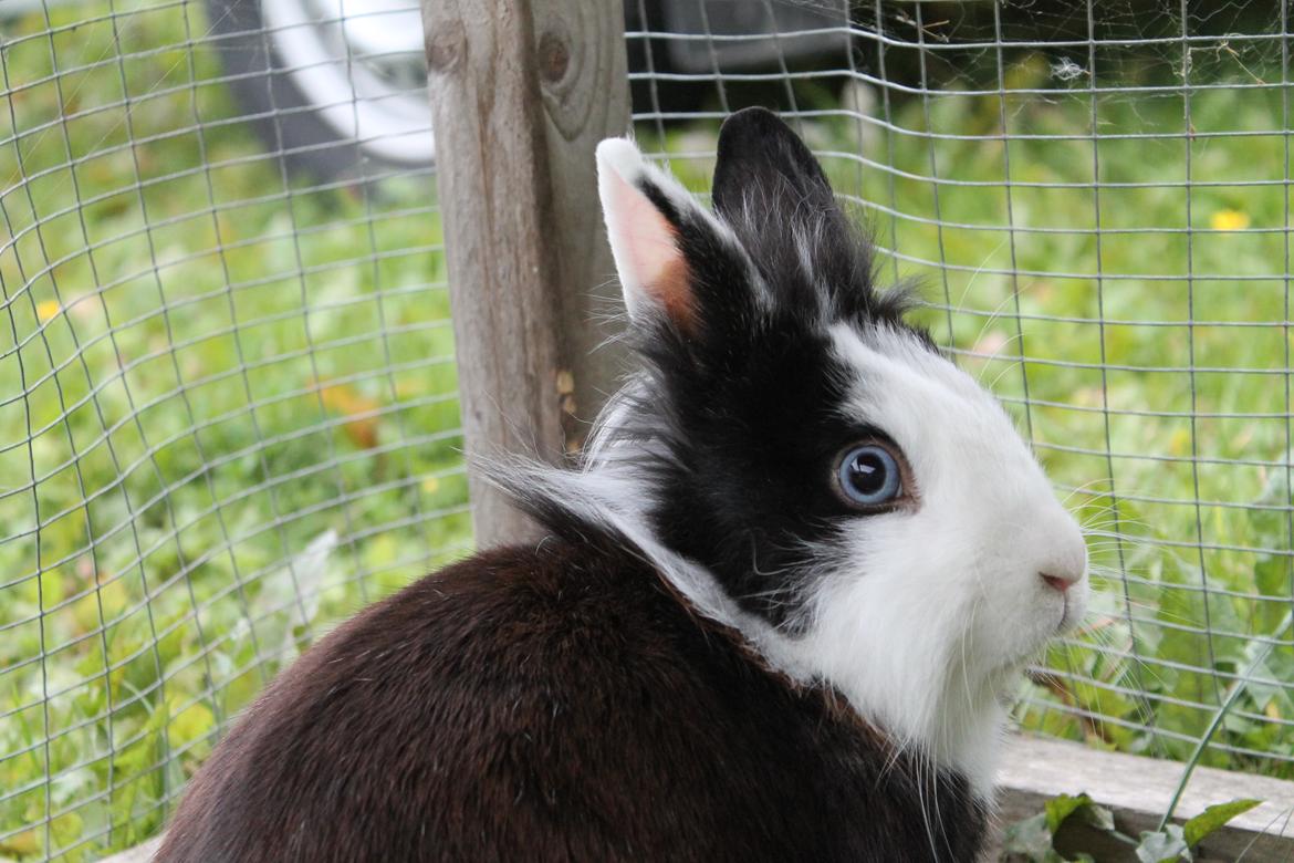 Kanin IsAs SB One Time Shine/Hugo |Løvehoved| *R.I.P.* billede 13