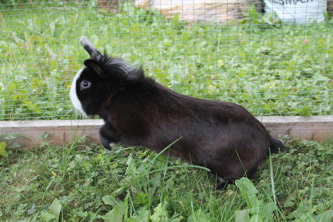 Kanin IsAs SB One Time Shine/Hugo |Løvehoved| *R.I.P.* billede 14