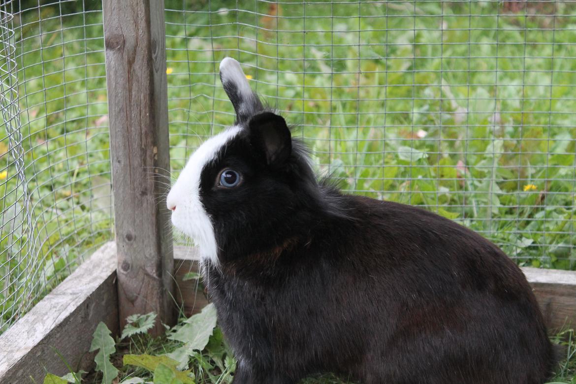 Kanin IsAs SB One Time Shine/Hugo |Løvehoved| *R.I.P.* - Velkommen til prinsens profil! billede 2