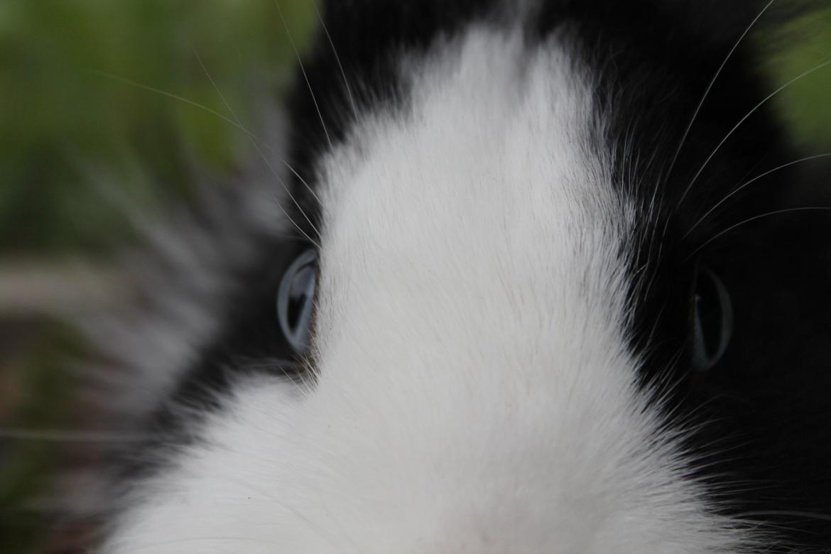 Kanin IsAs SB One Time Shine/Hugo |Løvehoved| *R.I.P.* billede 15