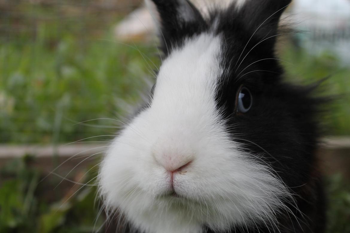 Kanin IsAs SB One Time Shine/Hugo |Løvehoved| *R.I.P.* billede 16