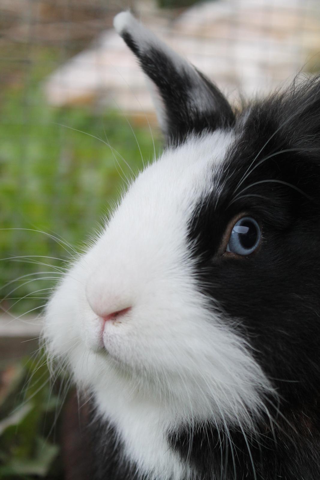 Kanin IsAs SB One Time Shine/Hugo |Løvehoved| *R.I.P.* billede 17