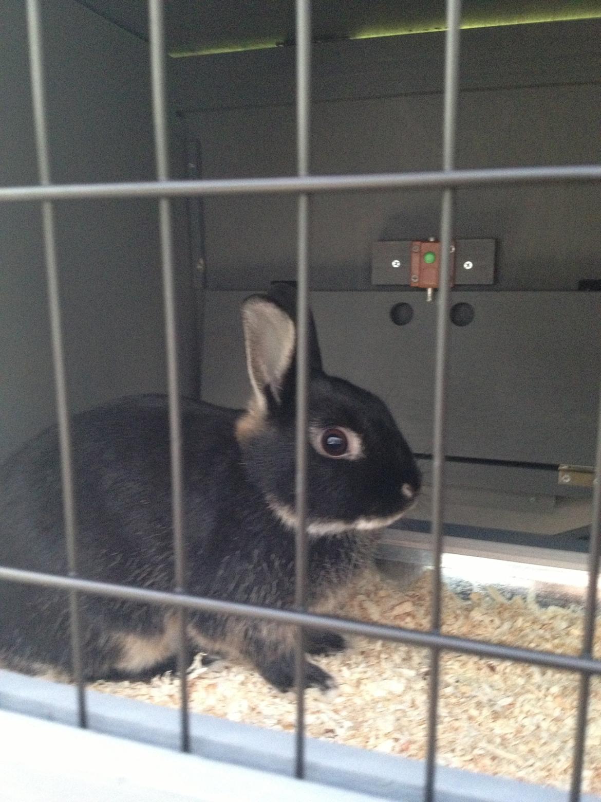 Kanin Gucci - Da jeg lige havde fået ham <3 billede 1