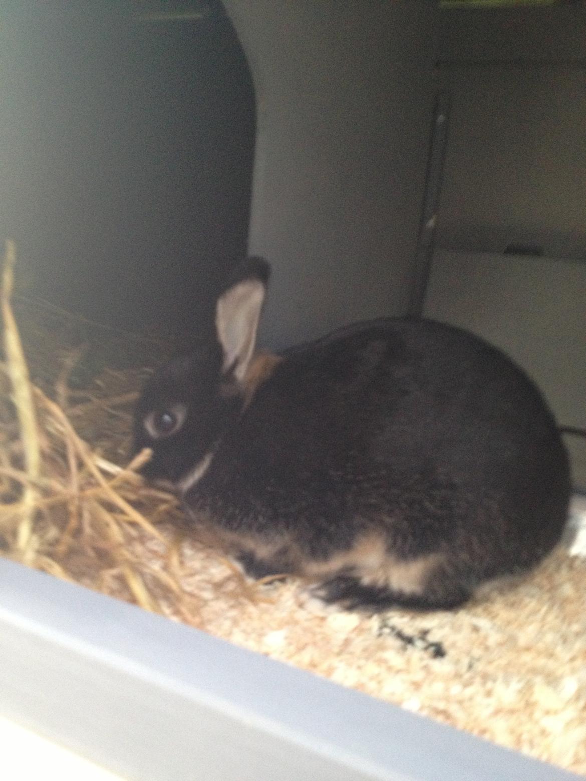 Kanin Gucci - Da jeg lige havde fået ham <3 billede 2