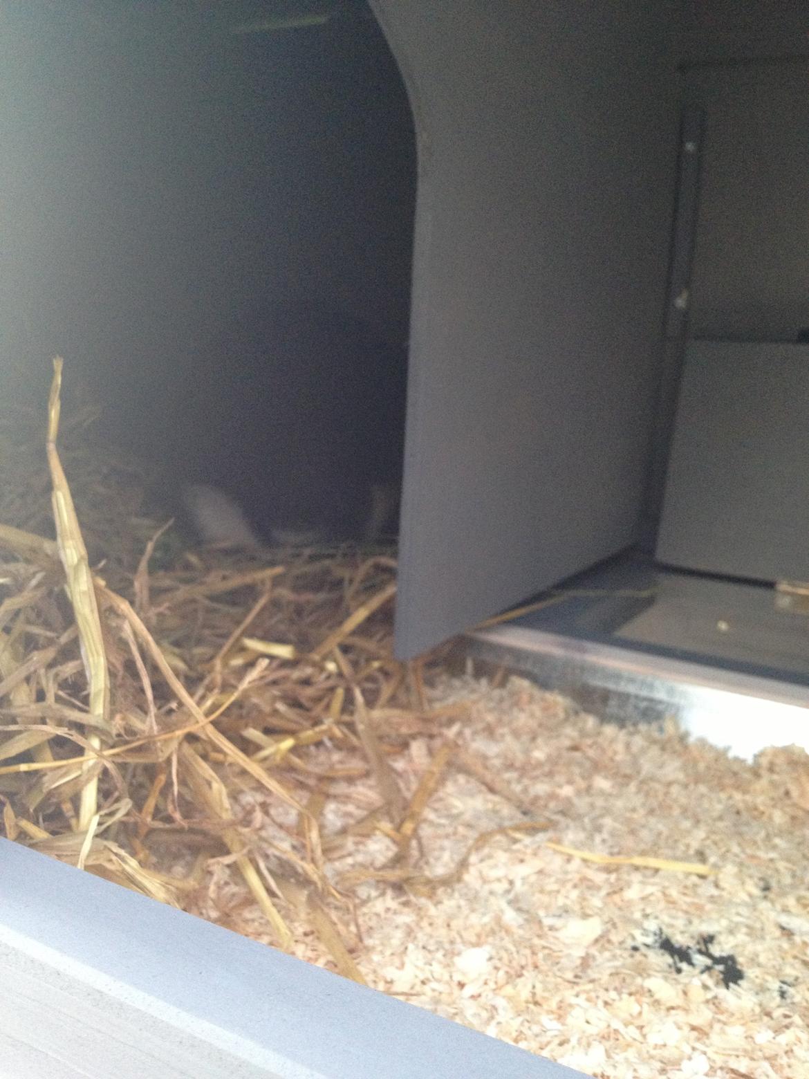 Kanin Gucci - Da jeg lige havde fået ham <3 billede 3