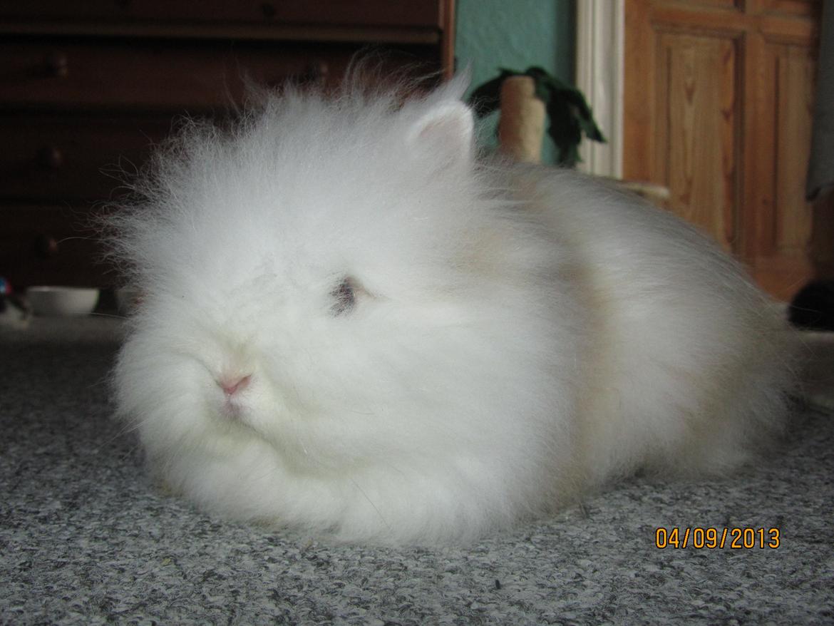 Kanin Emma von den pfotenvilla <3 -  Min smukke prinsesse <3 4 sep 2013 billede 4