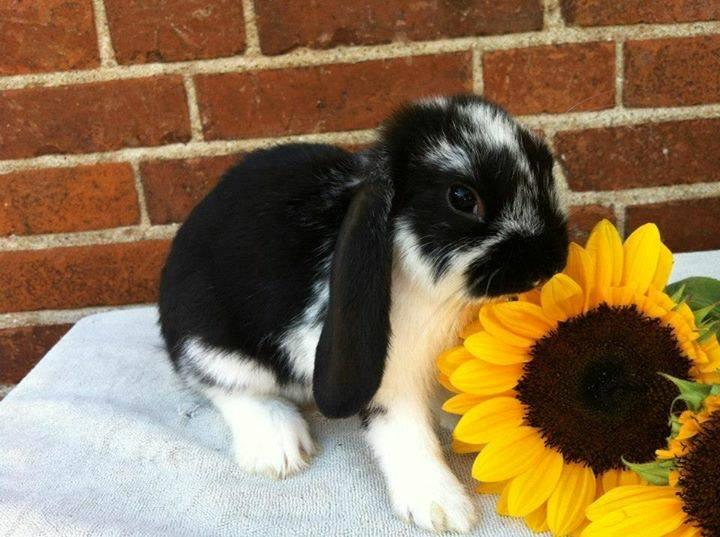 Kanin miss gucci - smukke lille gucci billede 1