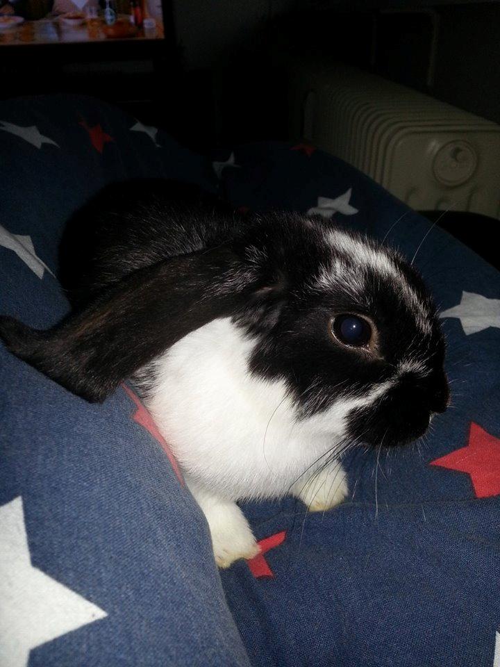 Kanin miss gucci billede 2