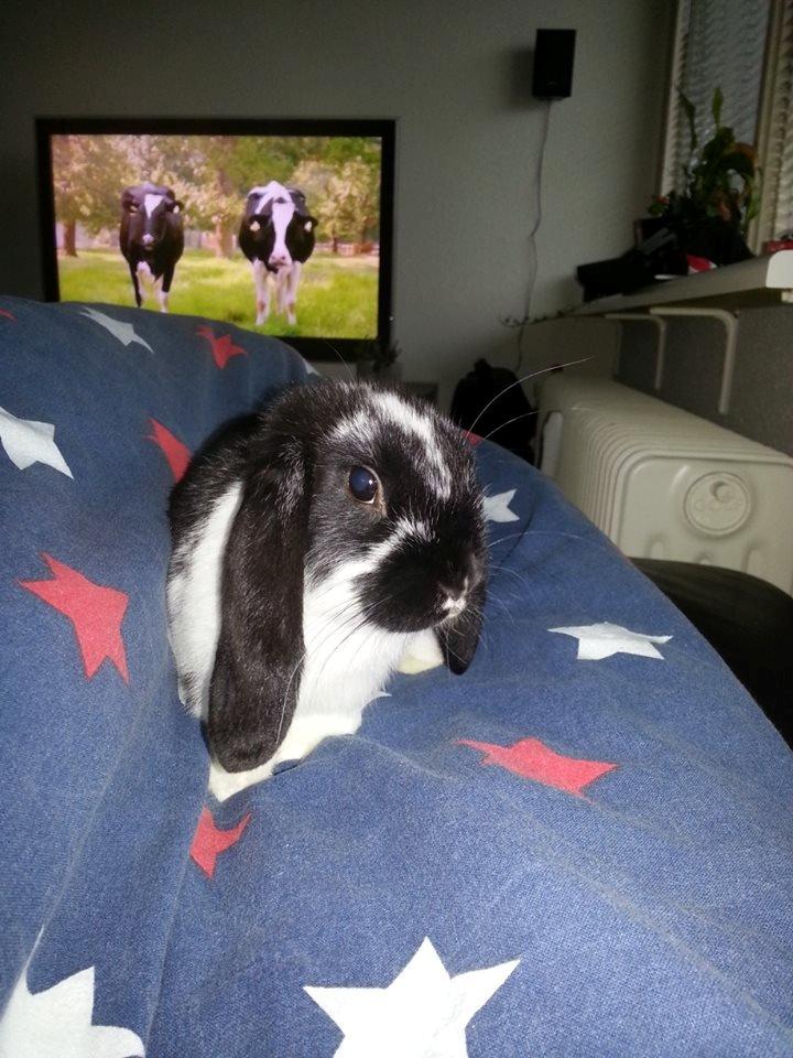 Kanin miss gucci - total sofa hygge billede 3