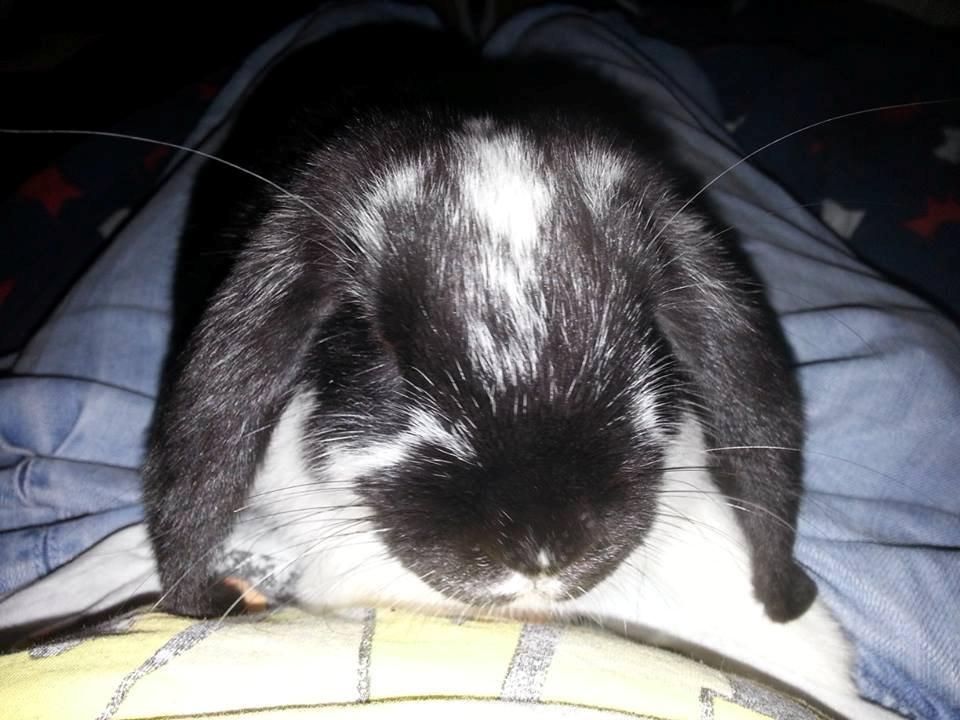 Kanin miss gucci billede 4