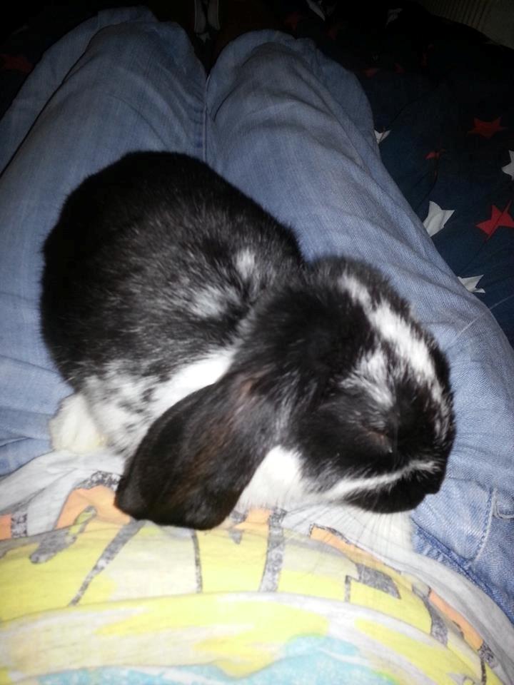 Kanin miss gucci billede 5