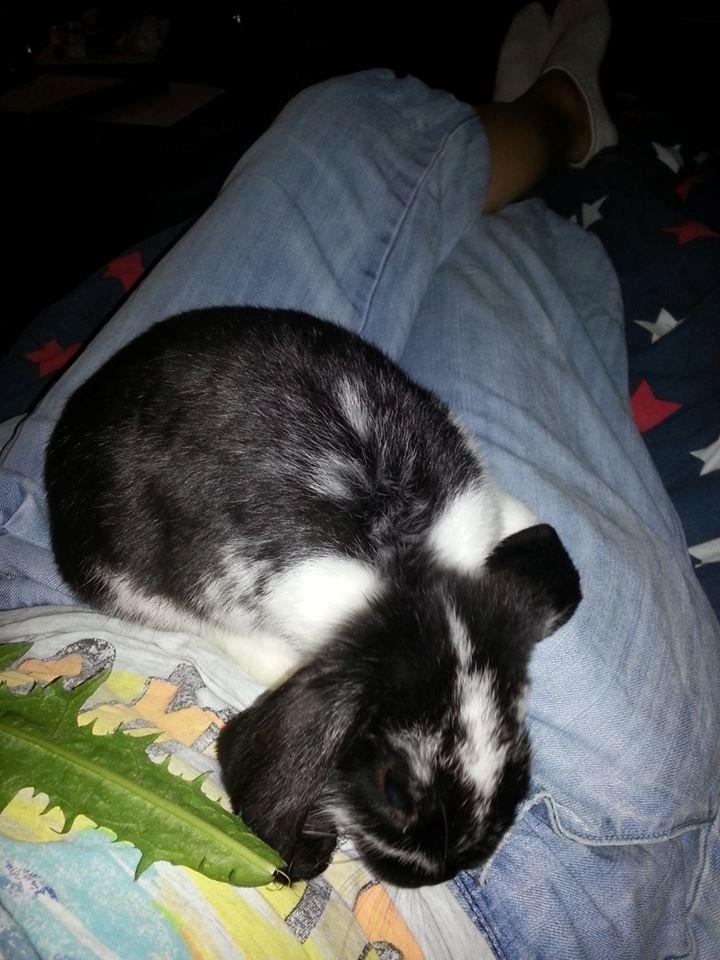 Kanin miss gucci billede 6