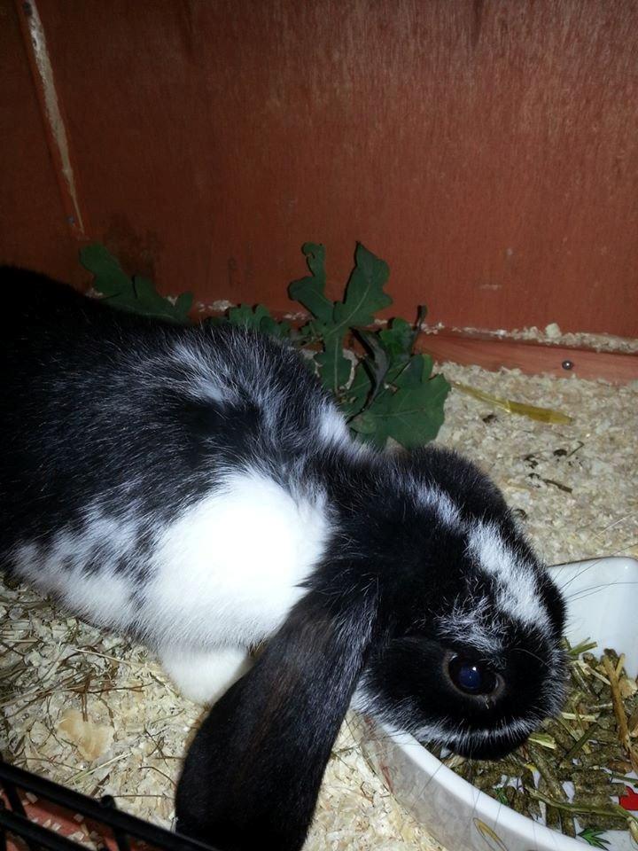 Kanin miss gucci billede 7