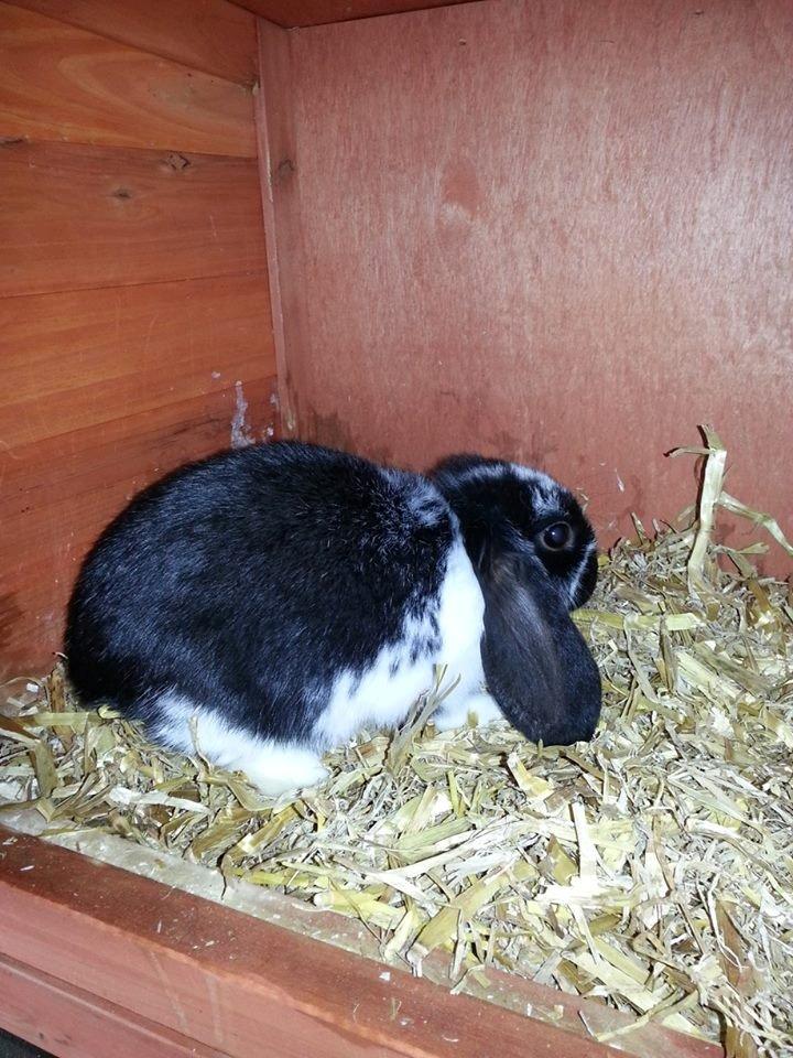 Kanin miss gucci billede 8