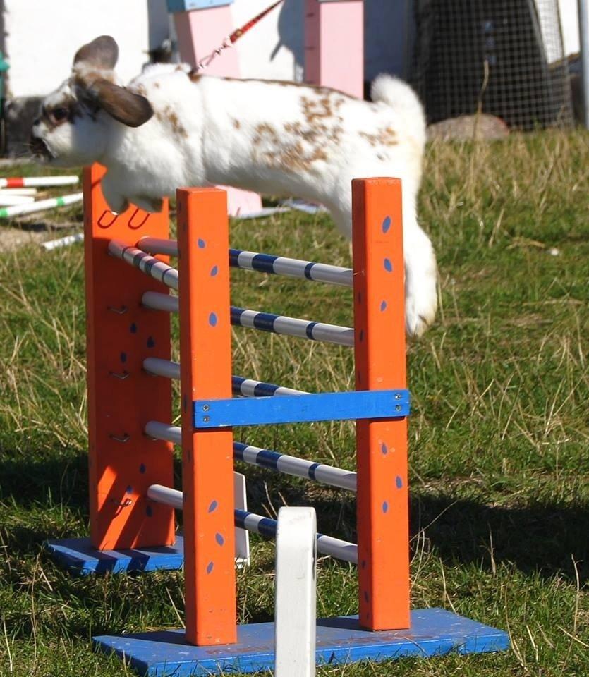 Kanin Winds Jar Jar Binks billede 10