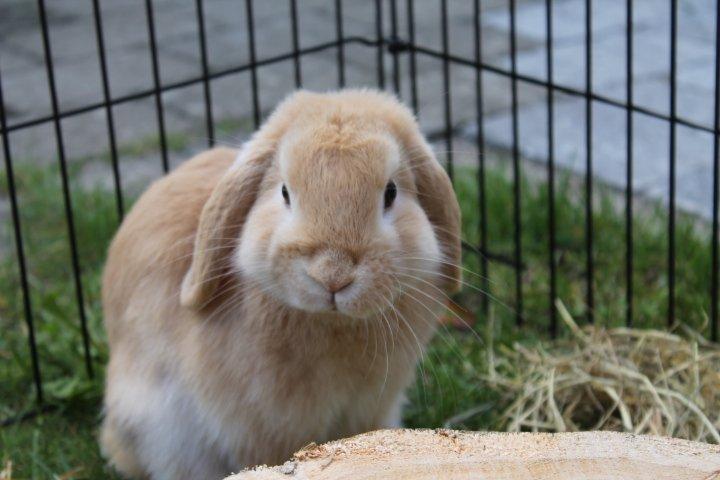 Kanin Kayser's Dreamlover - Mino billede 3