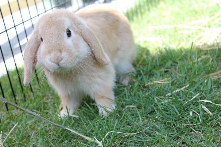 Kanin Kayser's Dreamlover - Mino billede 6