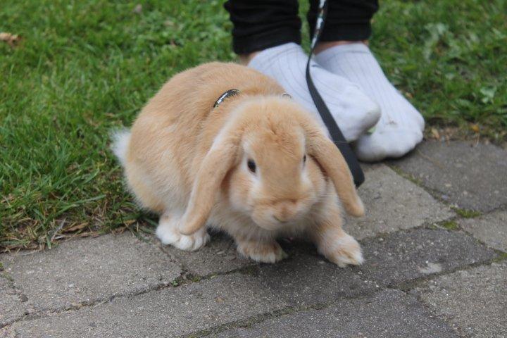 Kanin Kayser's Dreamlover - Mino billede 9