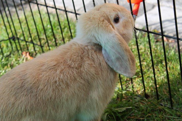 Kanin Kayser's Dreamlover - Mino billede 4