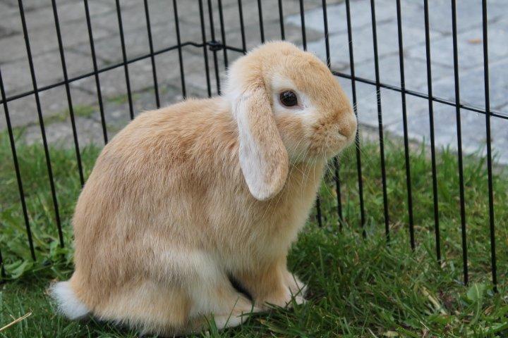 Kanin Kayser's Dreamlover - Mino - Velkommen til Minos profil billede 1