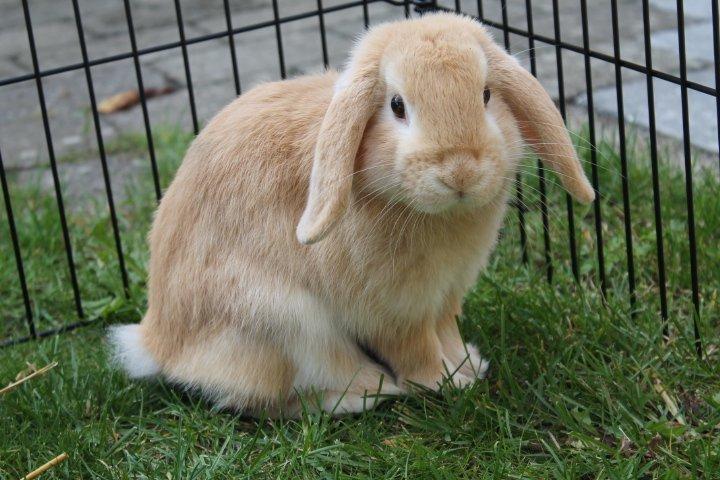 Kanin Kayser's Dreamlover - Mino billede 5