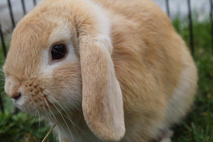 Kanin Kayser's Dreamlover - Mino billede 8