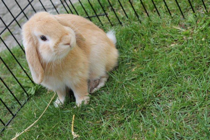 Kanin Kayser's Dreamlover - Mino billede 11