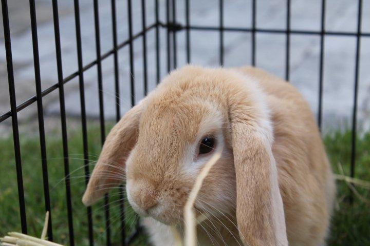 Kanin Kayser's Dreamlover - Mino billede 12