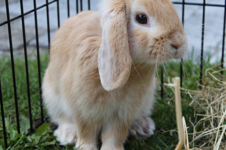 Kanin Kayser's Dreamlover - Mino billede 13